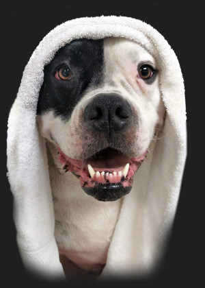 Dog in Towel