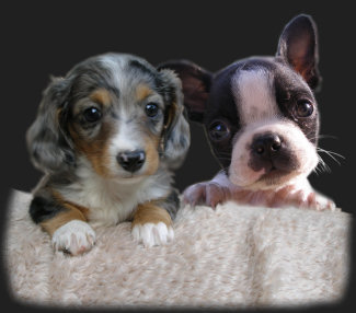 Puppy Dogs